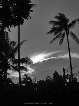 nyiur rayuan pulau kelapa