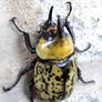 Eastern Hercules Beetle