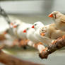 Curious Finch