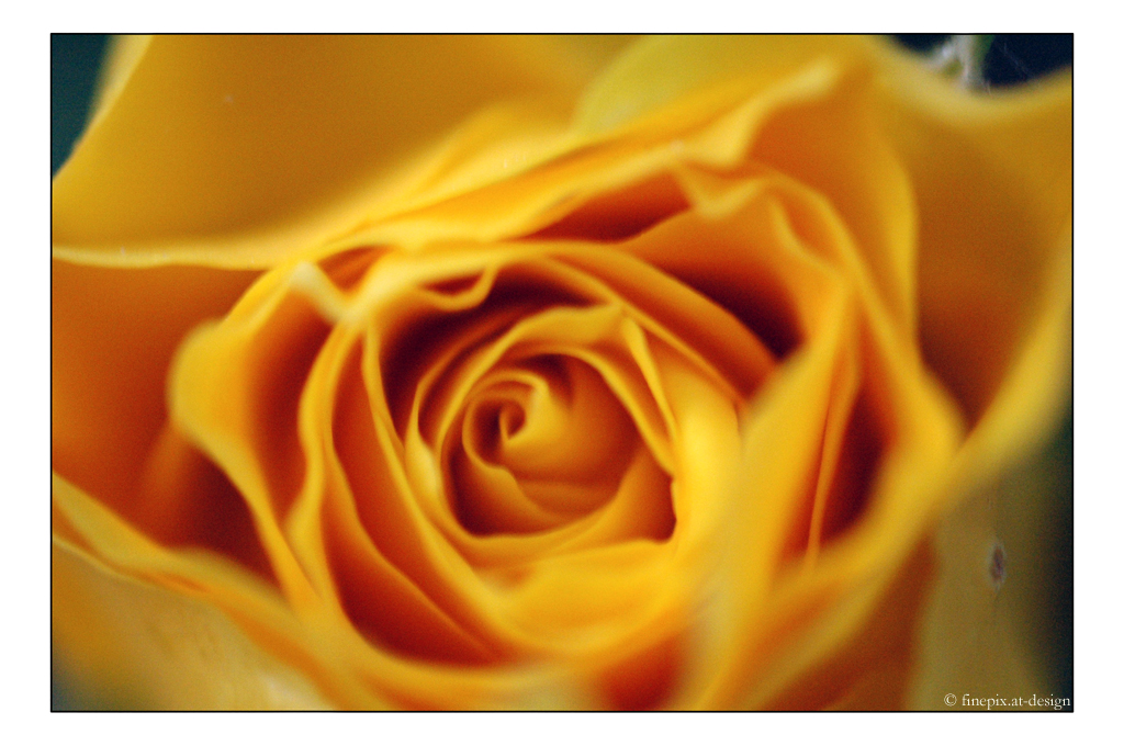 yellow rose