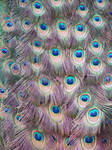 Peacock Texture by RayvenStock