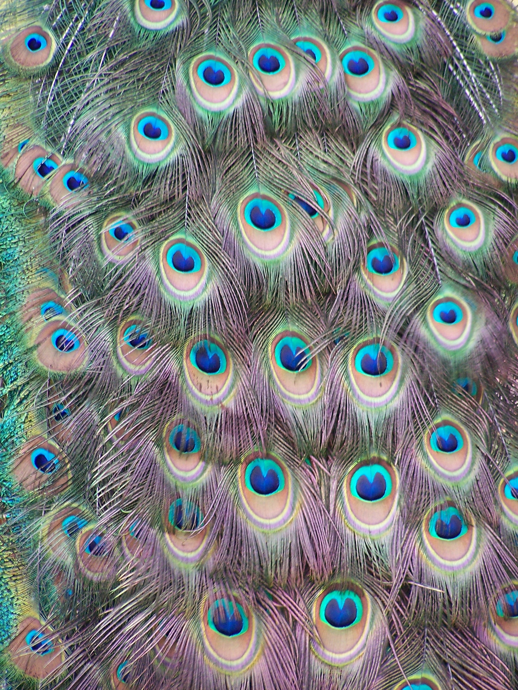 Peacock Texture 2