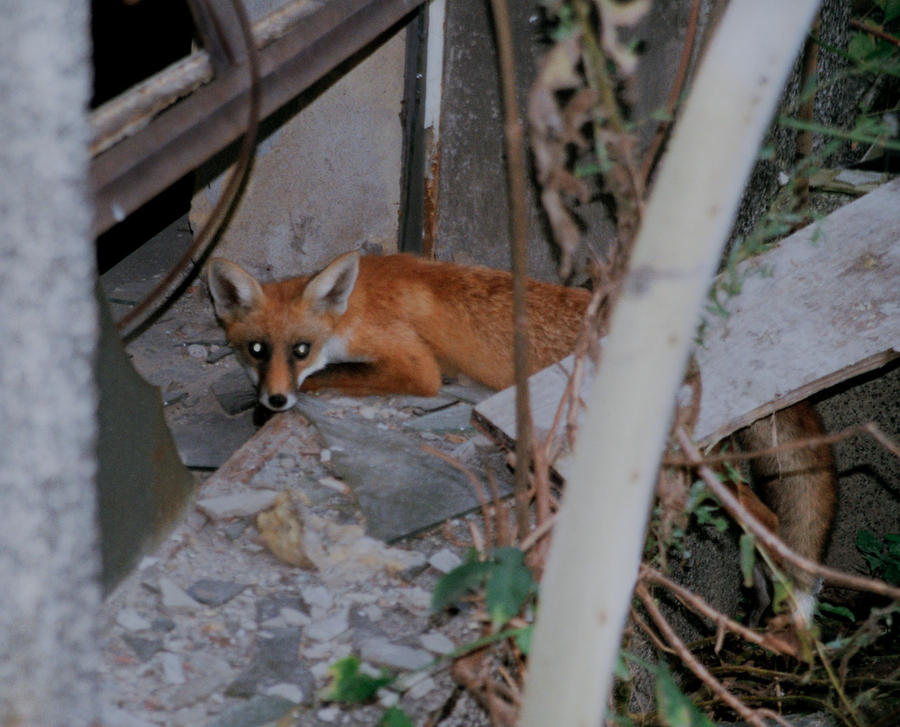 Weakest Fox weakest fox by otherside21 on DeviantArt