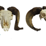 Big horn sheep skull stock