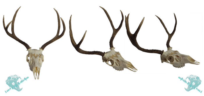 Mule deer skull stock