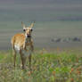 Prong horn Antelope doe