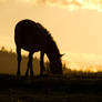 Evening on the pasture