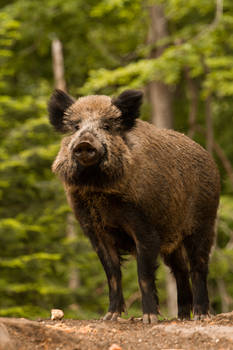 Mr. Boar