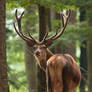 King of the Forest