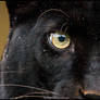 Eye of the... panther