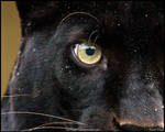 Eye of the... panther