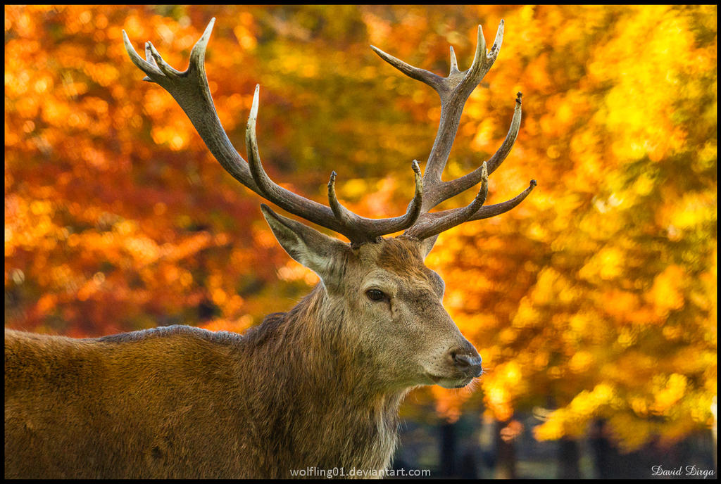 Fire in the antlers