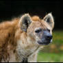 The hyena