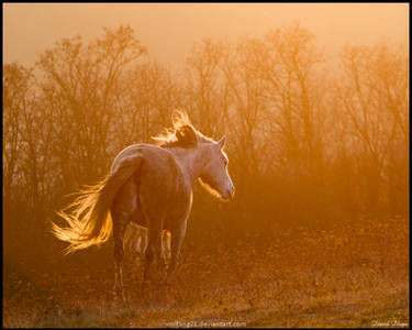 Windy twilight