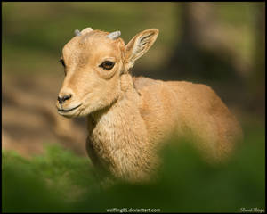 Barbary lamb by Wolfling01