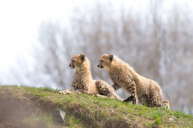 Cheetah cubs by Wolfling01