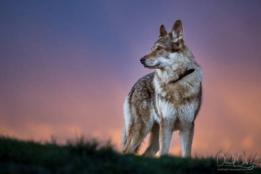 Colorful evening