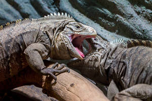 Discussion - the lizard way