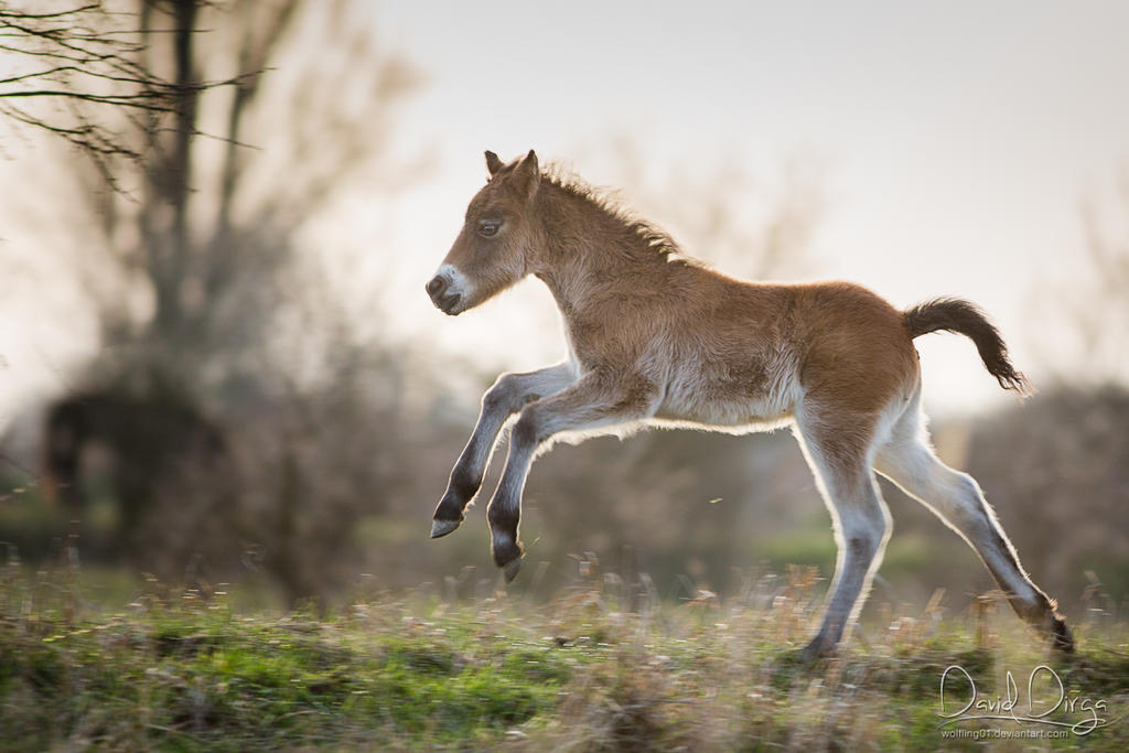 Prancy morning by Wolfling01