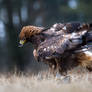 Fluff your feathers before dinner