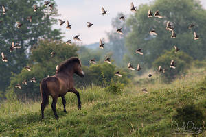 Free as a bird