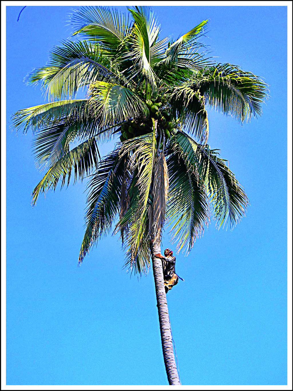 Coconut Man