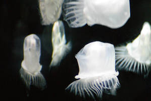 Meduses