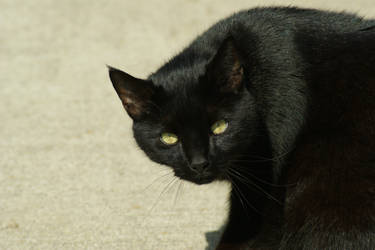 Catsloveforever User Profile Deviantart Catsloveforever User Profile Deviantart