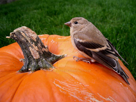 Fall time finch.