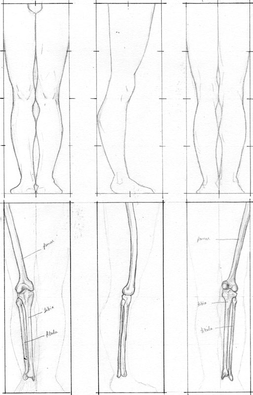 Femur Tibia Fibula