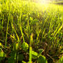 Sunny grass