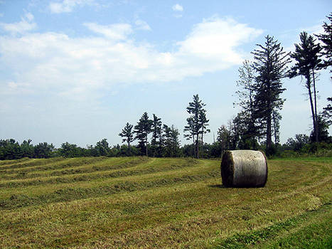 Vermont Hay