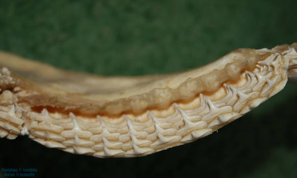 Bull Shark Teeth