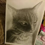 tabby cat pencil portrait by bassmanenvy