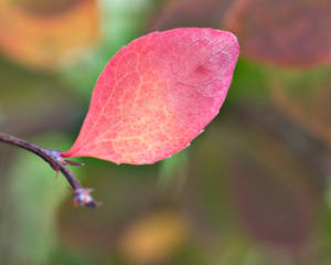 Coloured Leaf