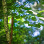 Closeup of Tree Branch - Barkhamsted, CT