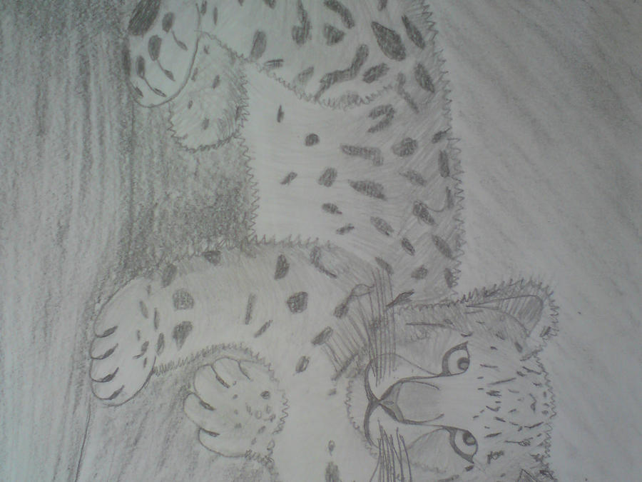 Sketched snow leopard cub