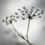 Danseuses by Karine-Despeaux