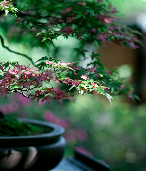 Penjing