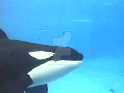 Keet by Orcafreak97 on DeviantArt