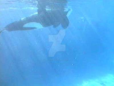 Keet by Orcafreak97 on DeviantArt