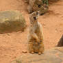 Mischevious Meerkat
