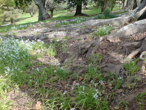 Snowdrops Carpet