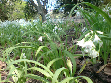 Snowdrops Closeup