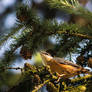 Eurasian nuthatch