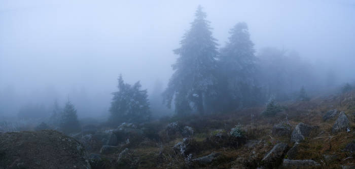 Harz im Nebel