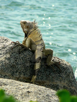 Iguana