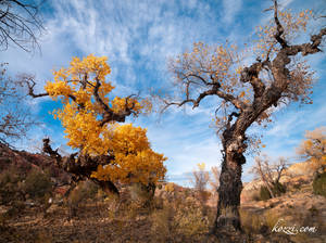 Yellow leaves