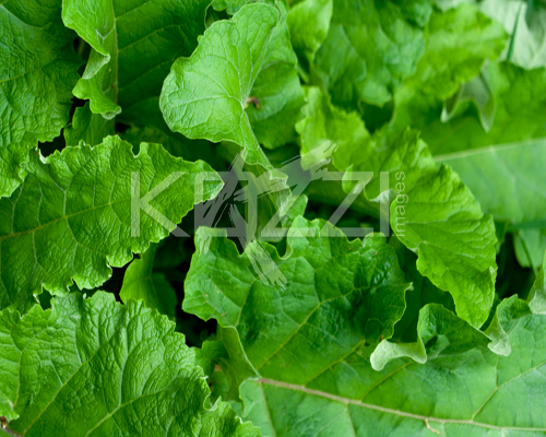 Rhubarb Leaves