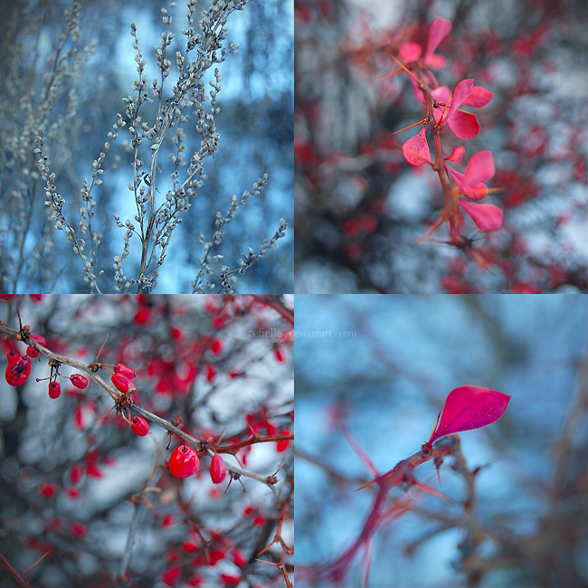 Winter Plants